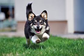 Your Pet's Weirdest Habit Reveals Your Hidden Weather Vibe